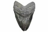 Fossil Megalodon Tooth - South Carolina #360758-1